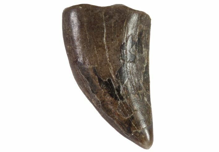 Small Theropod Tooth (Raptor) - Montana #87931